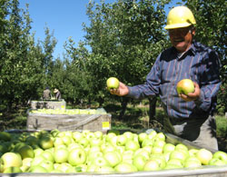 PHOTO: Silva in his orchard